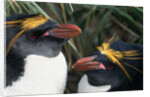Pair of Nesting Macaroni Penguins by Anonymous