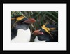 Pair of Nesting Macaroni Penguins by Anonymous