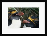 Pair of Nesting Macaroni Penguins by Anonymous