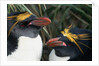 Pair of Nesting Macaroni Penguins by Anonymous