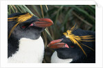 Pair of Nesting Macaroni Penguins by Anonymous