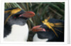 Pair of Nesting Macaroni Penguins by Anonymous