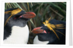 Pair of Nesting Macaroni Penguins by Anonymous