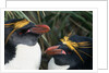 Pair of Nesting Macaroni Penguins by Anonymous
