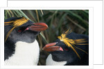 Pair of Nesting Macaroni Penguins by Anonymous