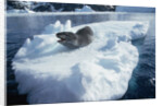 Leopard Seal on an Iceberg by Anonymous