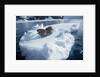 Leopard Seal on an Iceberg by Anonymous