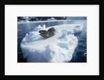Leopard Seal on an Iceberg by Anonymous