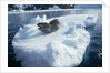 Leopard Seal on an Iceberg by Anonymous