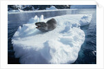 Leopard Seal on an Iceberg by Anonymous