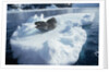 Leopard Seal on an Iceberg by Anonymous