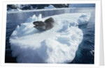 Leopard Seal on an Iceberg by Anonymous