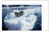 Leopard Seal on an Iceberg by Anonymous