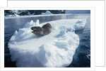 Leopard Seal on an Iceberg by Anonymous