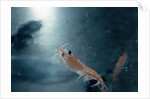 Frozen Antarctic Krill by Anonymous