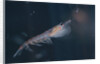 Antarctic Krill by Anonymous