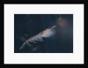 Antarctic Krill by Anonymous