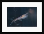 Antarctic Krill by Anonymous