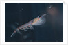 Antarctic Krill by Anonymous