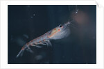Antarctic Krill by Anonymous