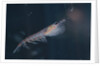 Antarctic Krill by Anonymous