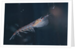Antarctic Krill by Anonymous