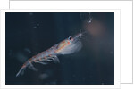 Antarctic Krill by Anonymous