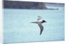 Light Mantled Sooty Albatross in Flight by Anonymous