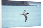 Light Mantled Sooty Albatross in Flight by Anonymous
