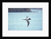 Light Mantled Sooty Albatross in Flight by Anonymous