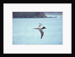 Light Mantled Sooty Albatross in Flight by Anonymous