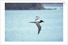 Light Mantled Sooty Albatross in Flight by Anonymous