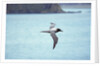 Light Mantled Sooty Albatross in Flight by Anonymous
