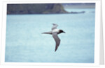 Light Mantled Sooty Albatross in Flight by Anonymous