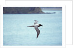 Light Mantled Sooty Albatross in Flight by Anonymous