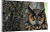Long-eared Owl with Suprised Expression by Anonymous