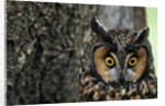 Long-eared Owl with Suprised Expression by Anonymous
