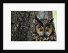 Long-eared Owl with Suprised Expression by Anonymous