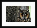 Long-eared Owl with Suprised Expression by Anonymous