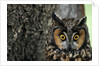 Long-eared Owl with Suprised Expression by Anonymous