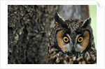 Long-eared Owl with Suprised Expression by Anonymous