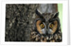 Long-eared Owl with Suprised Expression by Anonymous