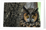 Long-eared Owl with Suprised Expression by Anonymous