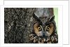 Long-eared Owl with Suprised Expression by Anonymous
