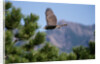 Juvenile Goshawk in Flight by Anonymous