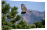 Juvenile Goshawk in Flight by Anonymous