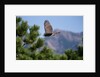 Juvenile Goshawk in Flight by Anonymous