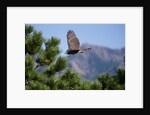 Juvenile Goshawk in Flight by Anonymous
