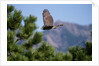 Juvenile Goshawk in Flight by Anonymous