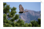 Juvenile Goshawk in Flight by Anonymous
